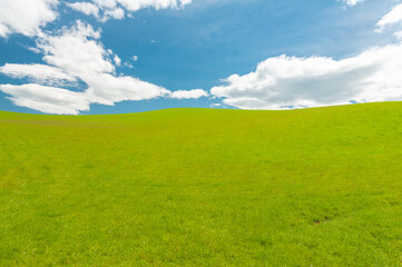 Green fresh spring field and a blue sky