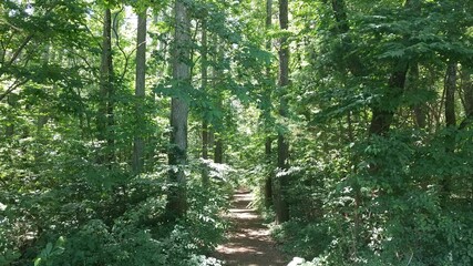 trees in the woods