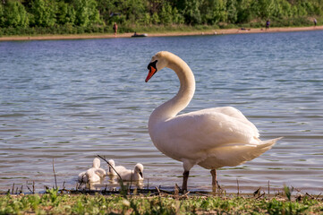A white female swan with little swans on the bank of the lake