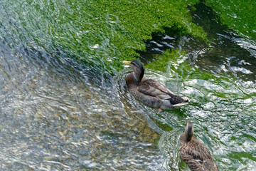 couple de canards colvert nagent dans la rivière - France
