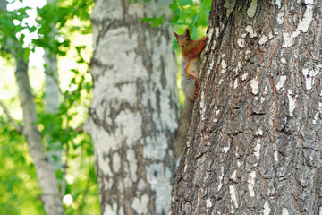 Red squirell on the birch tree among the summer forrest
