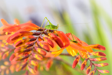 small green grasshopper on orange flower