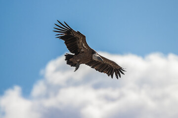 buitre leonado cielo azul vuelo ave