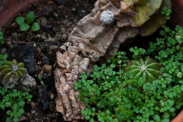 Moss is a beautiful texture background.