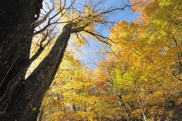 黄葉の山の風景