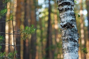 Sunny woods landscape in summer time. Sun shining, moody tones. Shallow depth of field. The trunk of a birch and a pine branch.