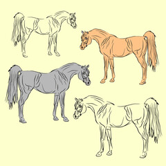 set of isolated drawings of beautiful elite Arab stallion, on white background for design, logo, emblem, poster, coloring