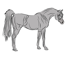  isolated contour drawing of a beautiful elite Arab stallion drenched in gray on a white background for design, logo, emblem, poster, coloring