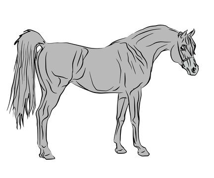 vector isolated contour drawing of a beautiful elite Arab stallion drenched in gray on a white background for design, logo, emblem, poster, coloring