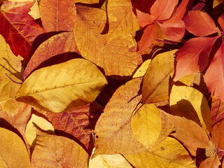 Red and orange autumn leaves as background texture