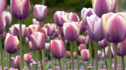 Obraz premium Lots of purple tulips in the park