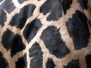 Detail of giraffe skin - texture