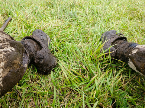 Shoes full of mud after climbing the Bisoke volcano at the Volcanoes National Park, Rwanda, Africa