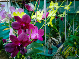 orchid flowers for sale 