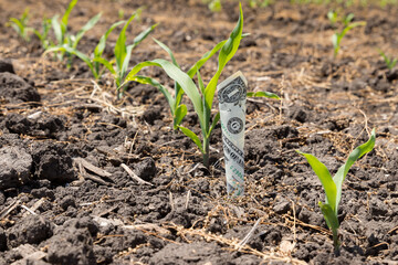 One dollar bill in row of corn in cornfield. Concept of farming cost, profit, risk and agribusiness
