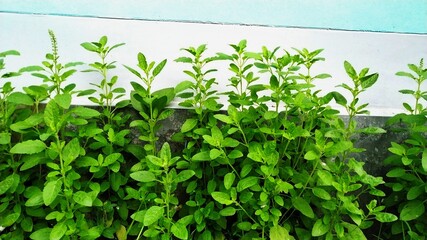 Tulsi Plant in a yard of a house