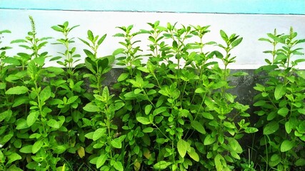 Tulsi Plant in a yard of a house