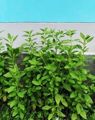 Tulsi Plant in a yard of a house