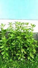 Naklejka premium Tulsi Plant in a yard of a house