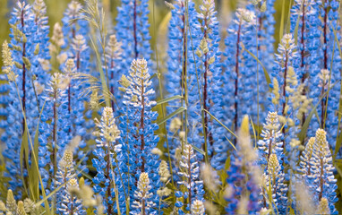 Naklejka premium background of blue lupine flowers on a summer field
