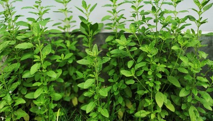 Fototapeta premium Tulsi Plant in a yard of a house