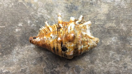 A giant sea shell.