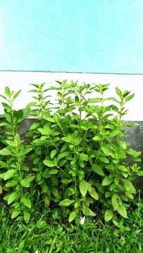 Tulsi Plant in a yard of a house © Sushanta