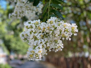 Crepe Myrtle Bloom