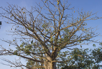 arbre