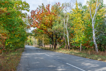 The road passing beneath the arch of autumn tree branches.