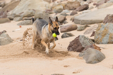 Portrait of a Beautiful German Sheppard playing and running on the beach with a tennis ball