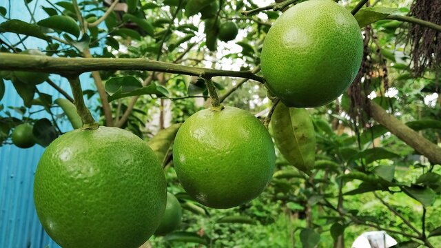 Mosambi is commonly know as &lsquo;sweet lime/sweet lemon&rsquo; in English. It is a citrus fruit.Botanical name : Citrus limetta.