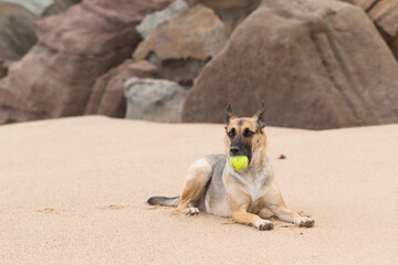 Portrait of a Beautiful German Sheppard playing and running on the beach with a tennis ball