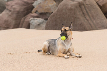 Portrait of a Beautiful German Sheppard playing and running on the beach with a tennis ball