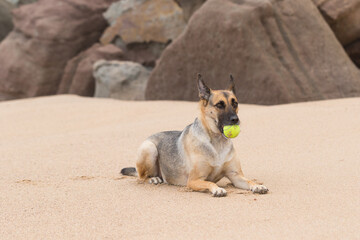 Portrait of a Beautiful German Sheppard playing and running on the beach with a tennis ball