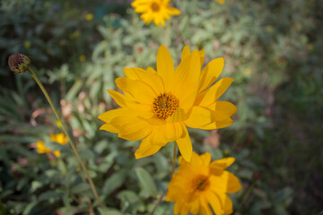 Yellow flower close-up with a blurred background