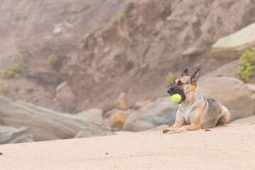 Portrait of a Beautiful German Sheppard playing and running on the beach with a tennis ball