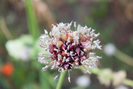 Fresh bud of garlic with a natural bright green depth of field background