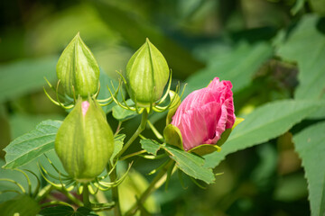 開花前のハイビスカス