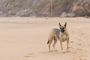Portrait of a Beautiful German Sheppard playing and running on the beach