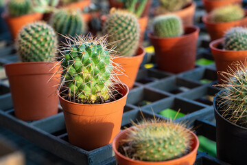 Small decorative pots with flowers cacti. View from above. Decor with fresh flowers. Home Flowers