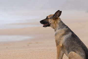 Portrait of a Beautiful German Sheppard playing and running on the beach