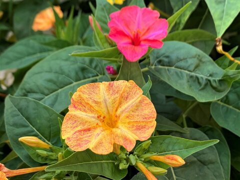 Flor rosa amarilla, flores bonitas