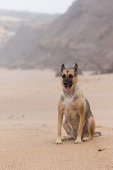 Portrait of a Beautiful German Sheppard playing and running on the beach