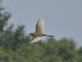Flying Cattle Egret with spread wings