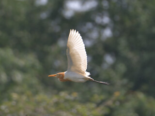 Flying Cattle Egret with spread wings