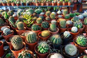 Fototapeta premium Small decorative pots with flowers cacti. View from above. Decor with fresh flowers. Home Flowers