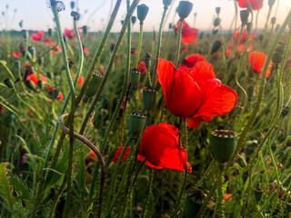 Obraz premium Beautiful field of red poppies