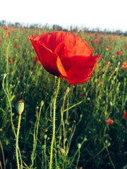 Beautiful field of red poppies