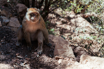 Wild barbary macaques in the forest
